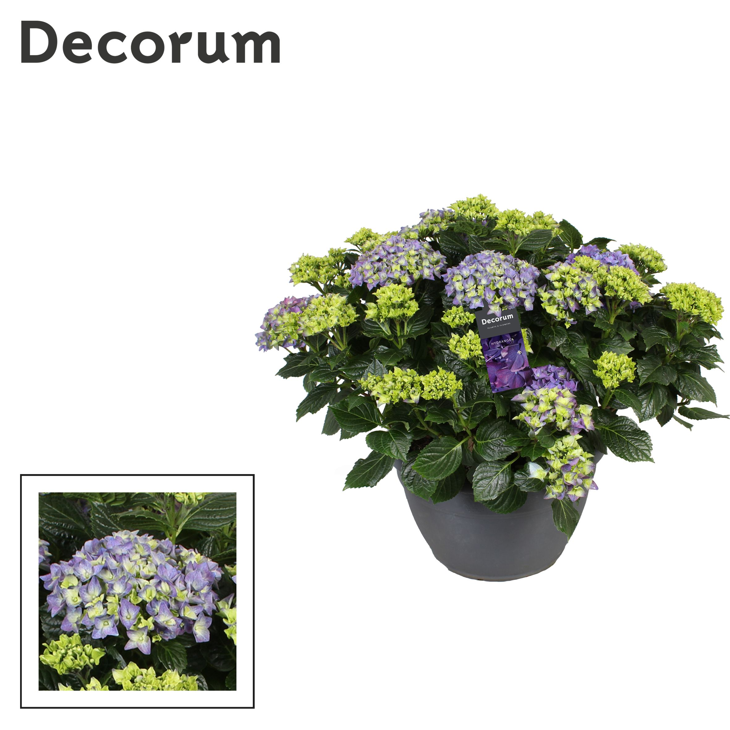 Горшечные цветы и растения оптом Hydrangea Ma Blue 25+ (decorum) от 1шт из Голландии с доставкой по России