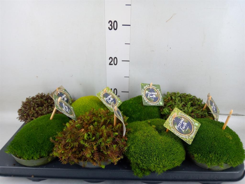 Горшечные цветы и растения оптом Vaste Pltn   ...       [perennials] от 8шт из Голландии с доставкой по России