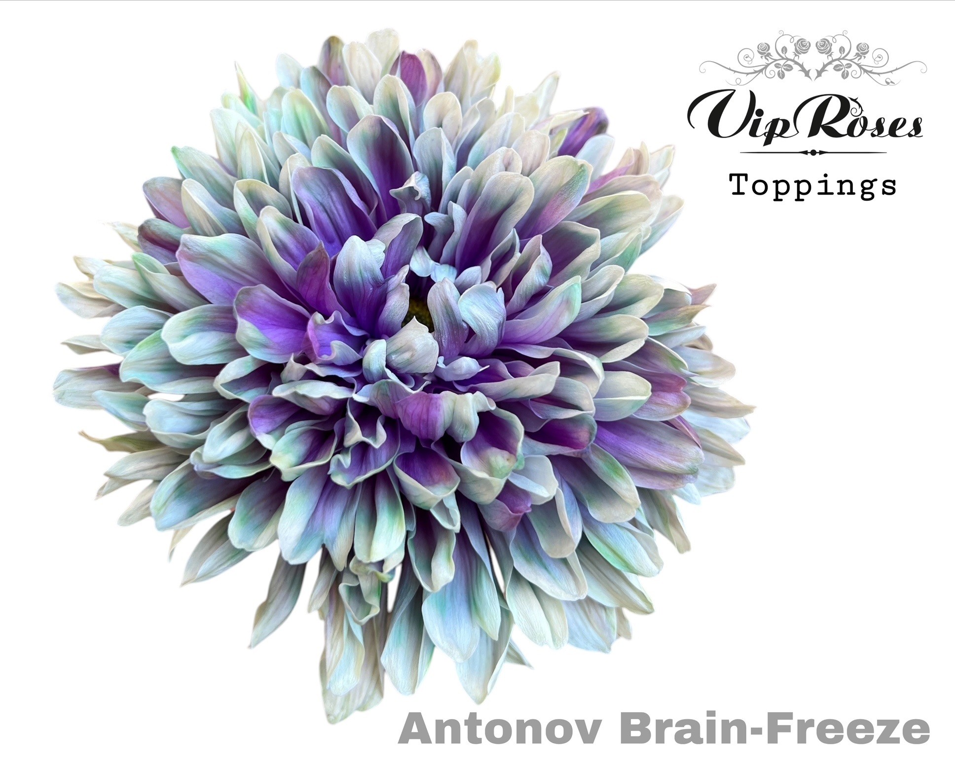 Срезанные цветы оптом Chrys bl paint antonov brain freeze от 20шт из Голландии с доставкой по России