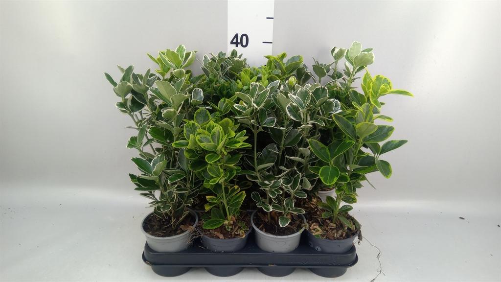 Горшечные цветы и растения оптом Euonymus Japon. ...mix от 11шт из Голландии с доставкой по России
