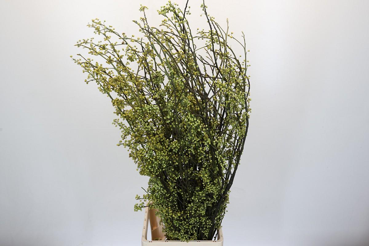 Срезанные цветы оптом Litsea citriodora от 25шт из Голландии с доставкой по России