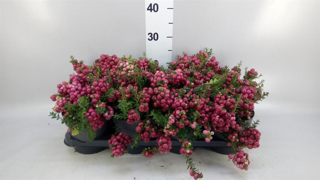 Горшечные цветы и растения оптом Gaultheria Mucronata от 8шт из Голландии с доставкой по России