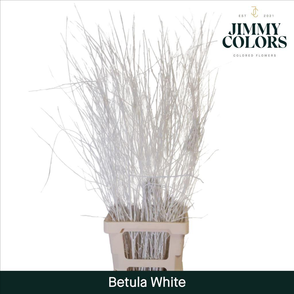 Срезанные цветы оптом Betula paint white от 10шт из Голландии с доставкой по России