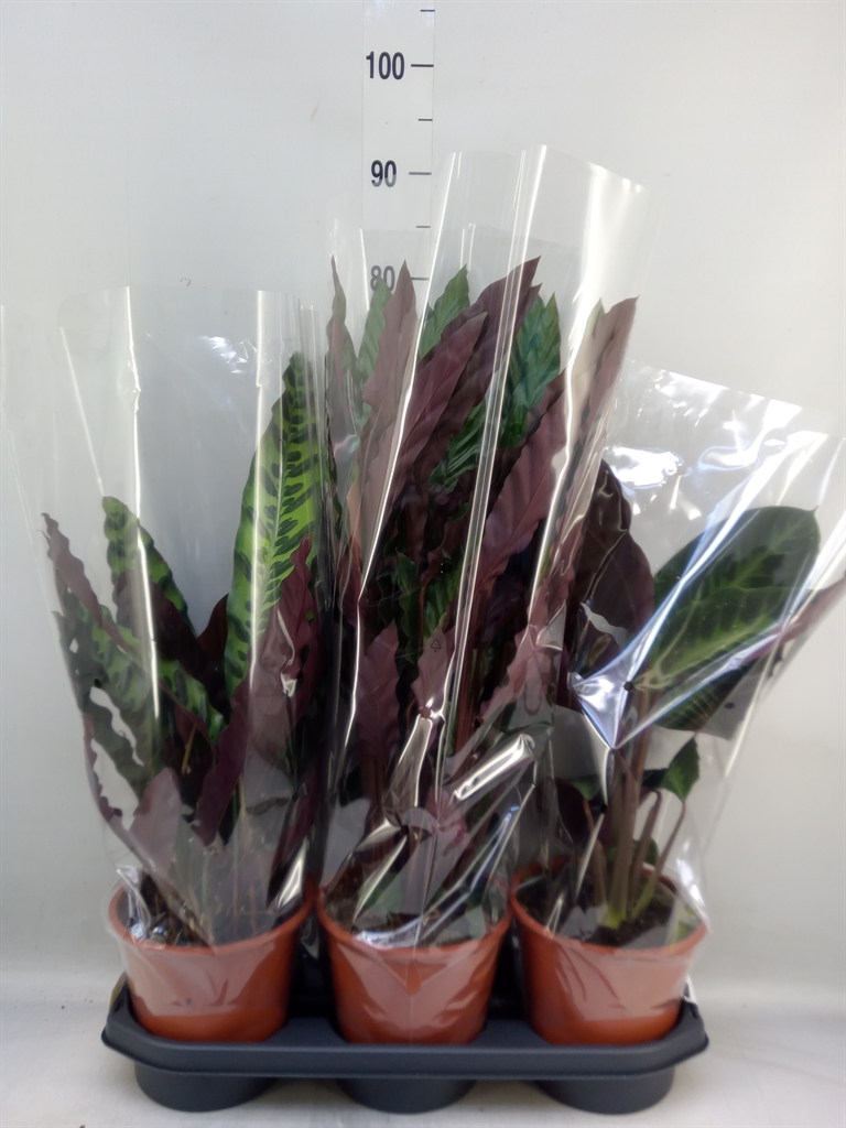 Горшечные цветы и растения оптом Calathea   ...mix от 3шт из Голландии с доставкой по России