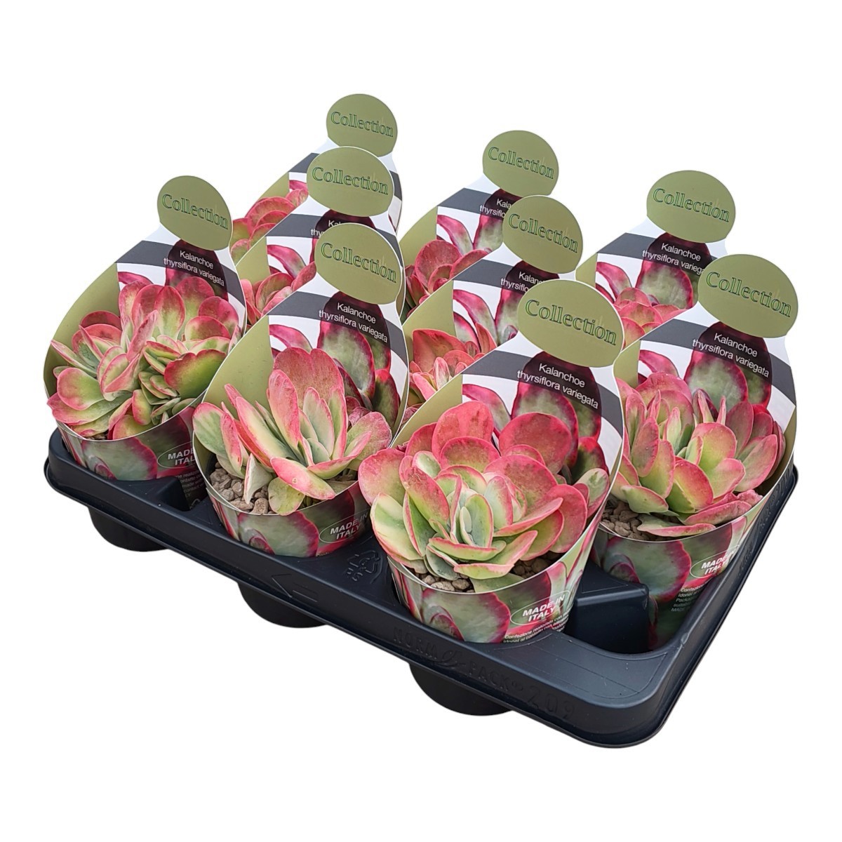 Горшечные цветы и растения оптом Kalanchoe Thyrsiflora Variegata Potcover от 9шт из Голландии с доставкой по России