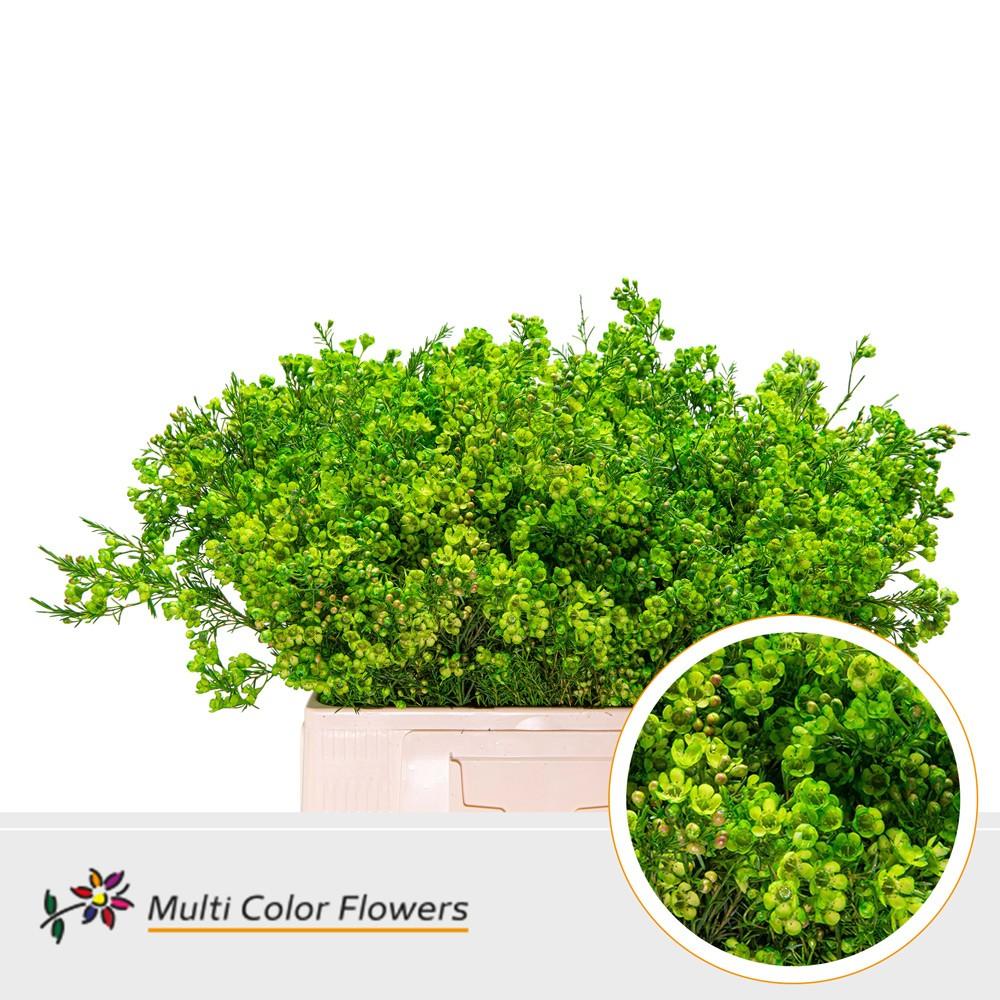 Срезанные цветы оптом Chamelaucium paint green dark от 100шт из Голландии с доставкой по России