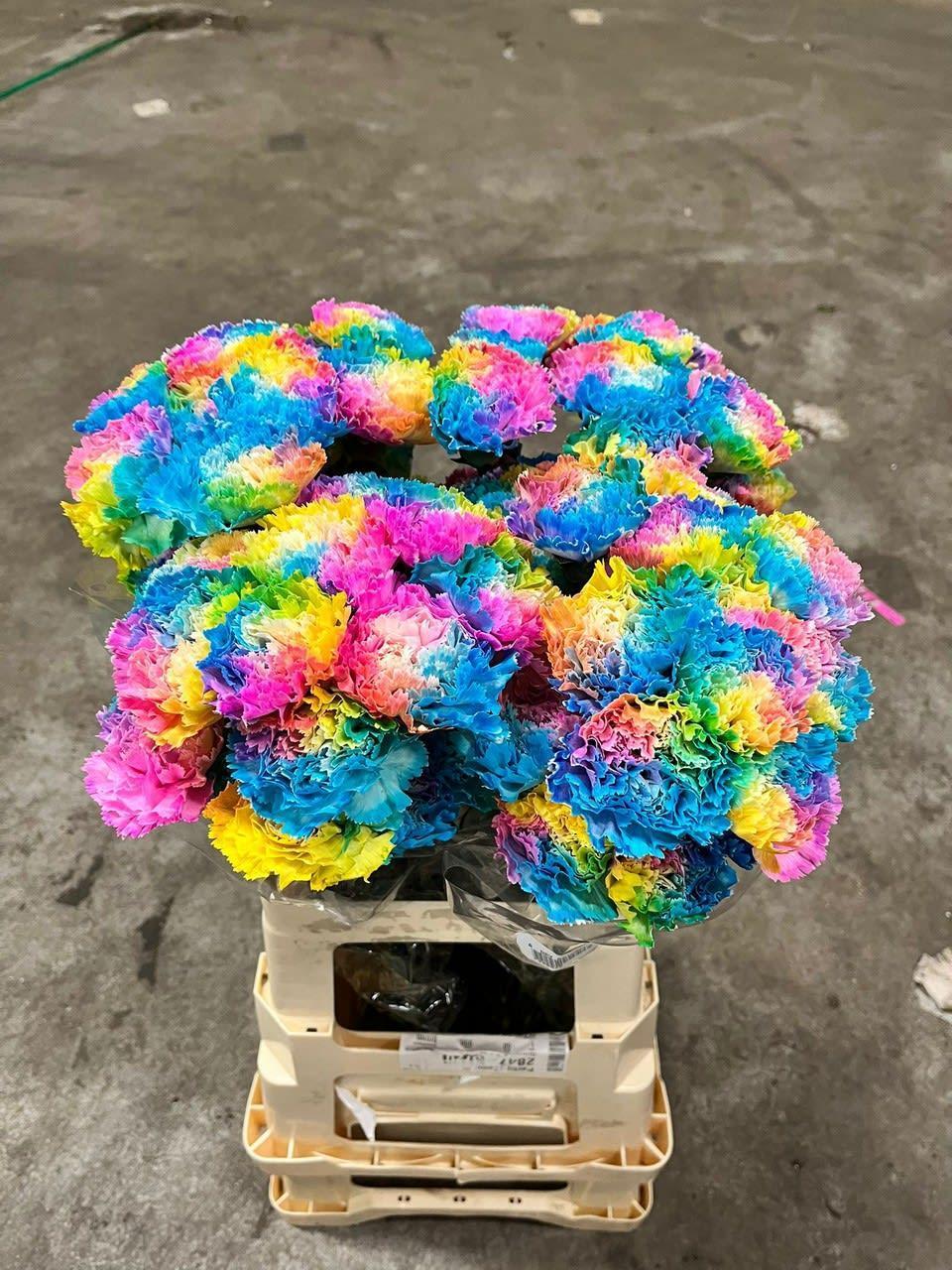 Срезанные цветы оптом Dianthus st paint rainbow от 400шт из Голландии с доставкой по России