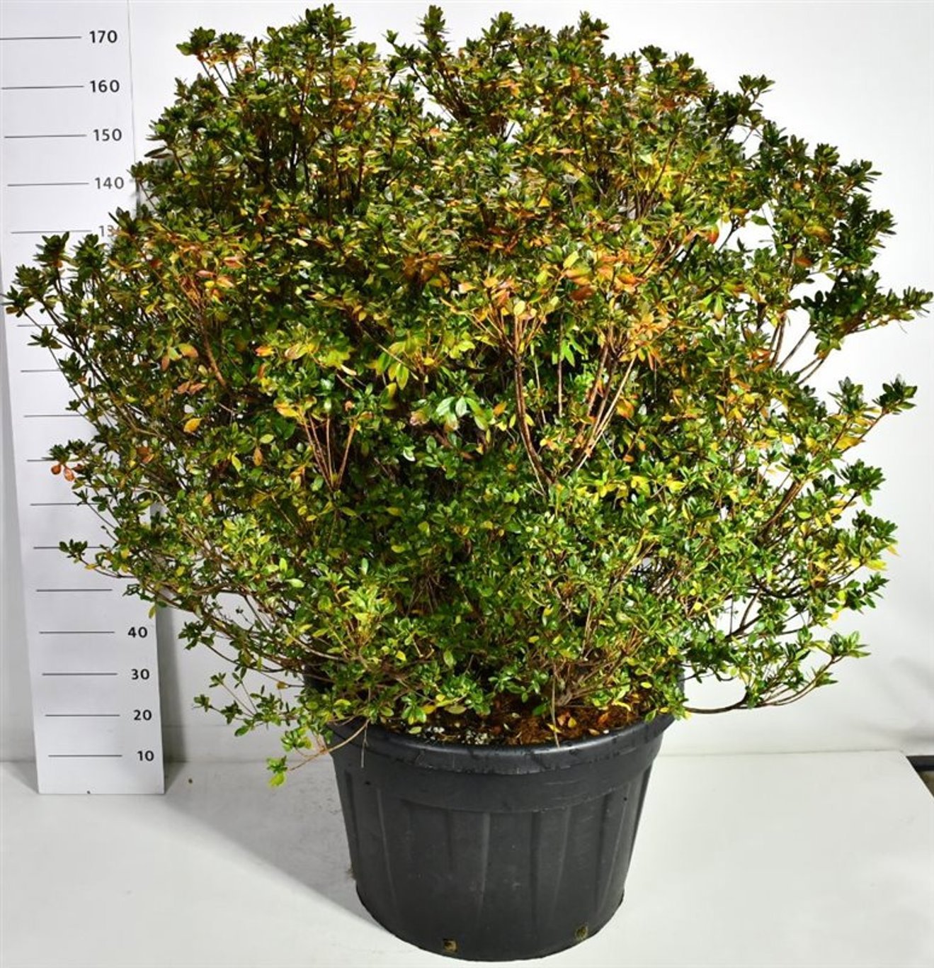 Горшечные цветы и растения оптом Rhododendron (aj) Buccaneer от 1шт из Голландии с доставкой по России