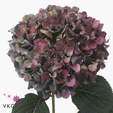 Срезанные цветы оптом Hydrangea pimpernel classic от 10шт из Голландии с доставкой по России