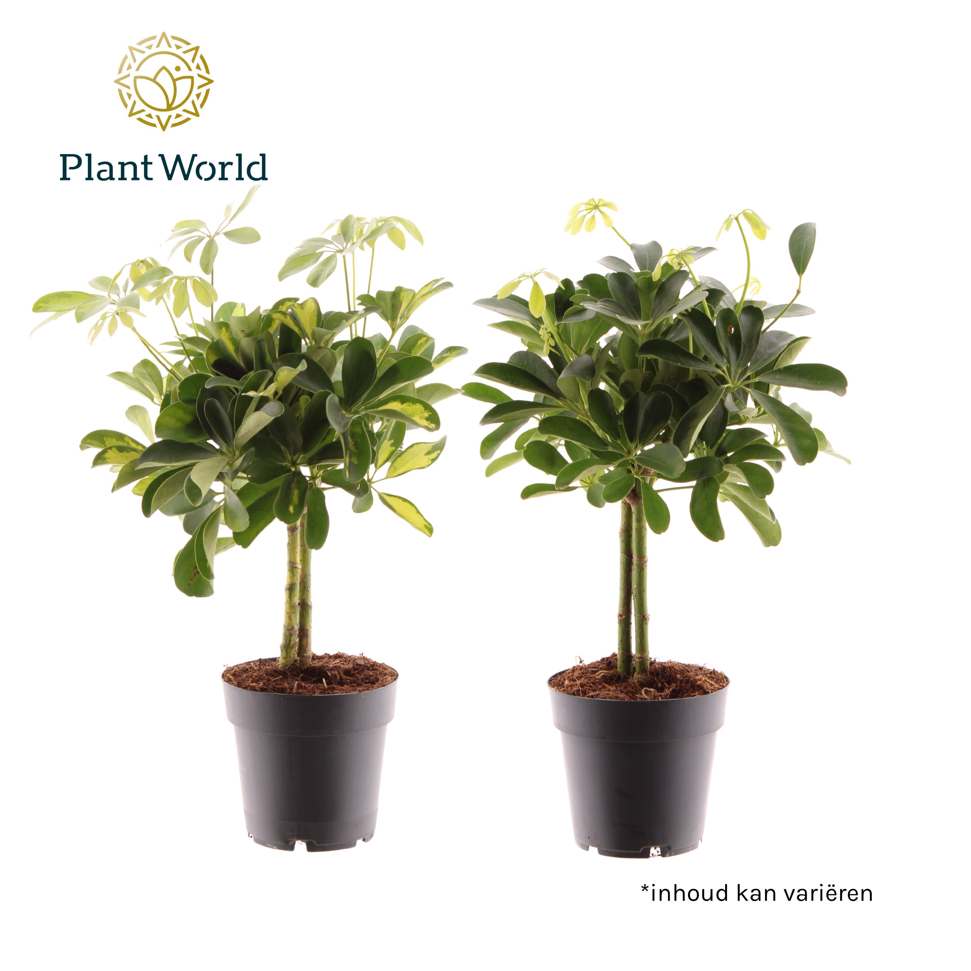 Горшечные цветы и растения оптом Schefflera On Stem Mix (gold Capella & Compacta) от 7шт из Голландии с доставкой по России