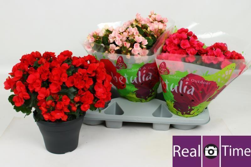 Горшечные цветы и растения оптом Beg En Betulia Gem от 3шт (для телеги) из Голландии с доставкой по России