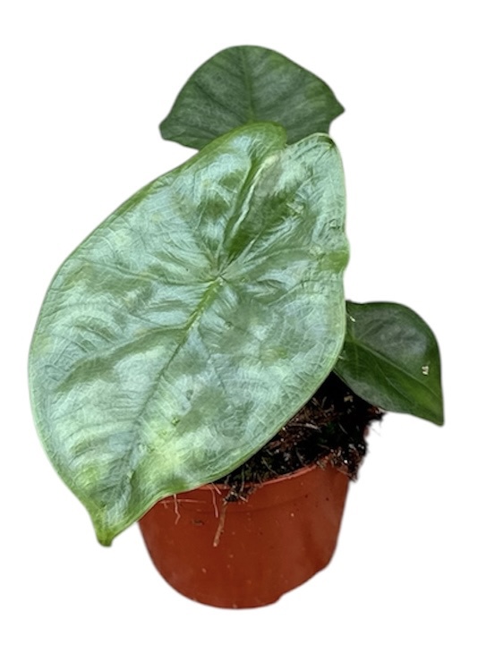 Горшечные цветы и растения оптом Alocasia Heterophylla Corazon от 1шт (для телеги) из Голландии с доставкой по России