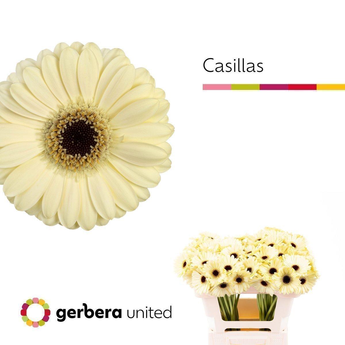 Срезанные цветы оптом Germini casillas+ от 80шт из Голландии с доставкой по России