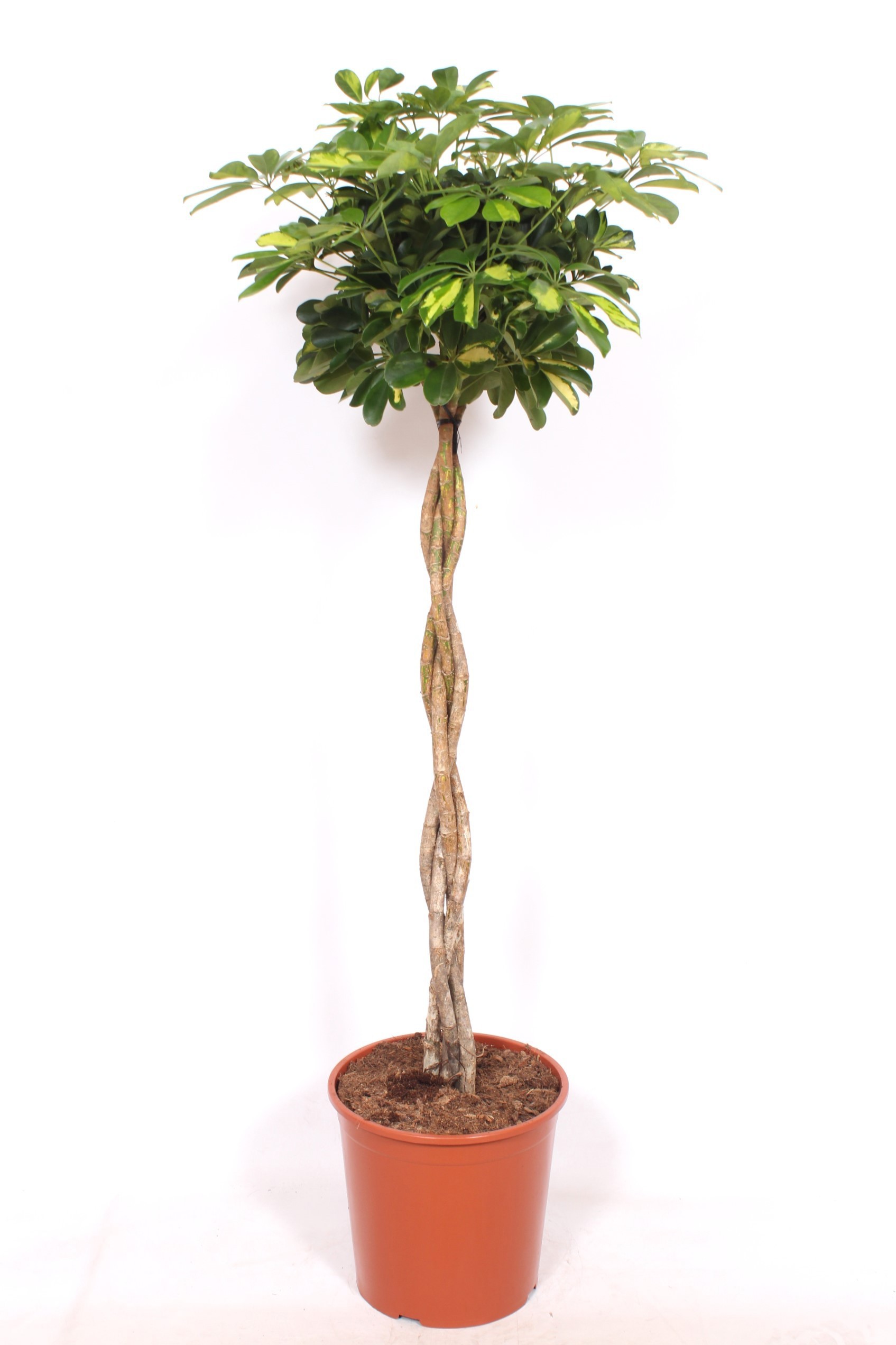 Горшечные цветы и растения оптом Schefflera Gold Capella Twisted Stem от 1шт из Голландии с доставкой по России