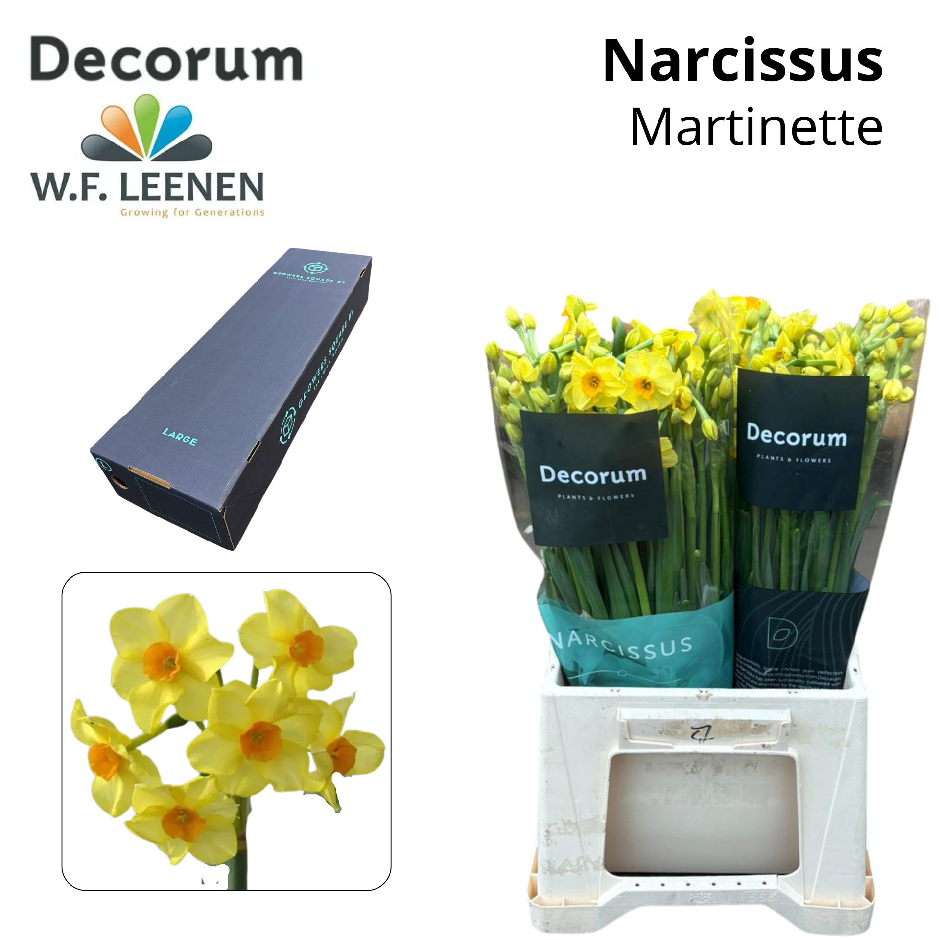 Срезанные цветы оптом Narcissus sp martinette от 300шт из Голландии с доставкой по России