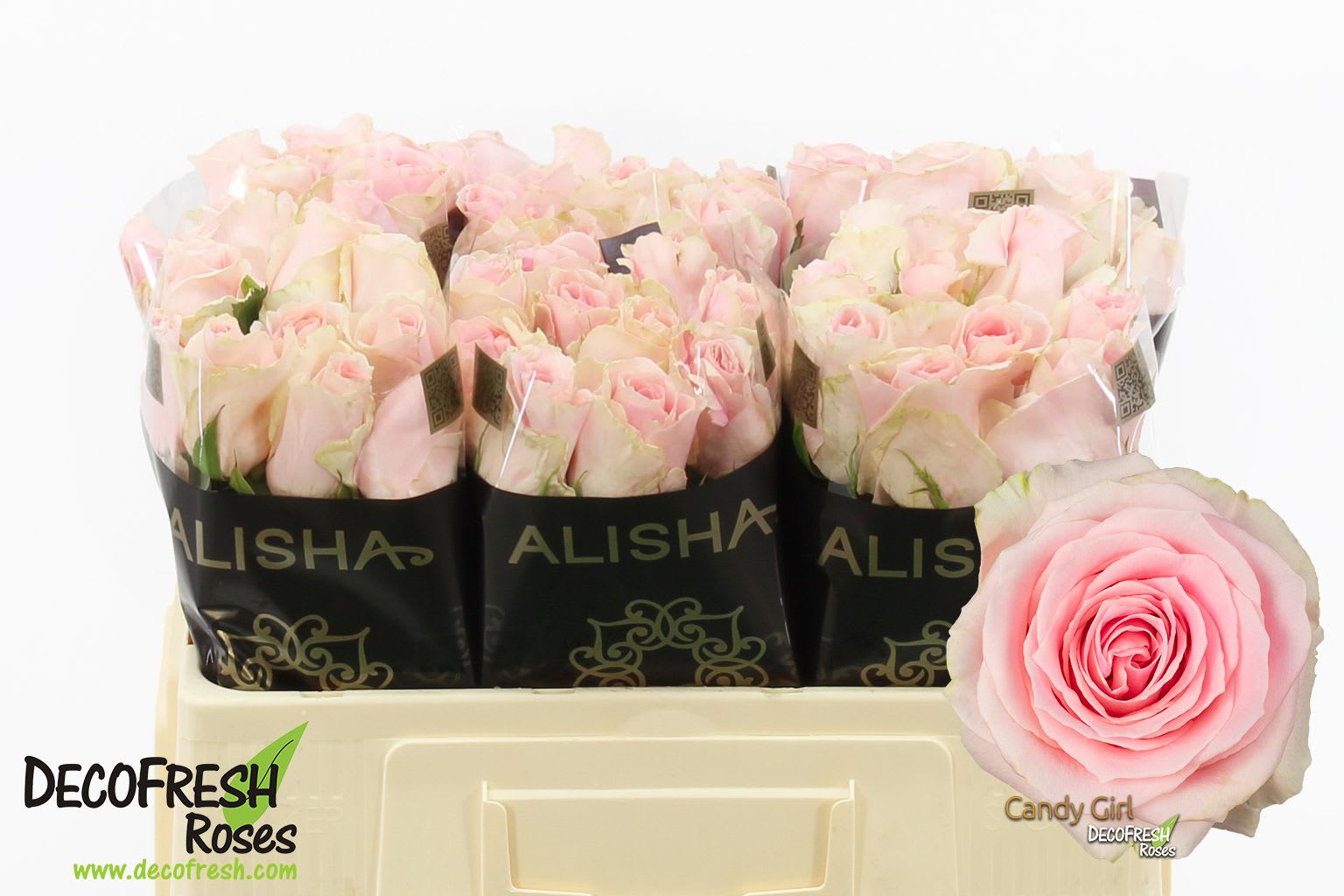 Срезанные цветы оптом Rosa large candy girl от 60шт из Голландии с доставкой по России