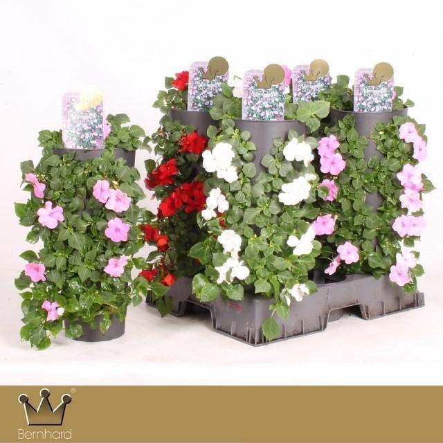 Горшечные цветы и растения оптом Imp Mixk от 4шт из Голландии с доставкой по России