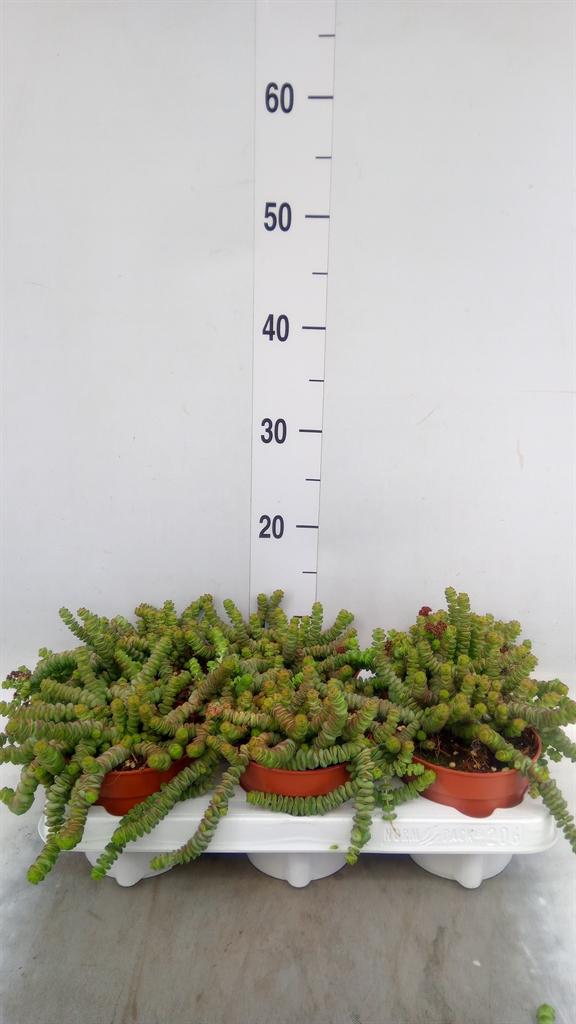 Горшечные цветы и растения оптом Crassula Marnieriana от 6шт из Голландии с доставкой по России