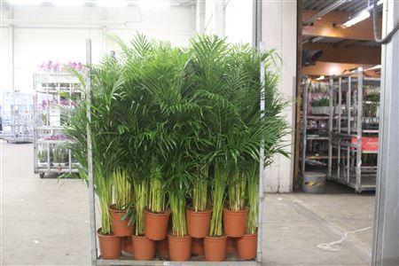 Горшечные цветы и растения оптом Dypsis Lutescens 25pp от 1шт из Голландии с доставкой по России