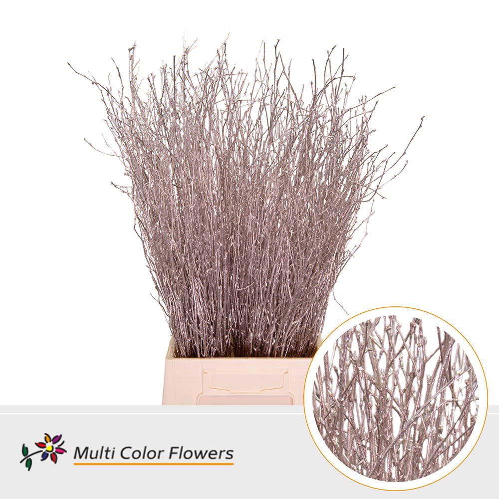 Срезанные цветы оптом Betula paint champagne от 100шт из Голландии с доставкой по России