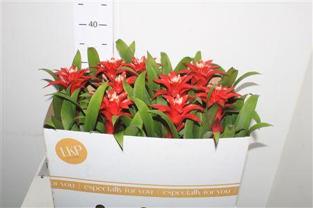 Горшечные цветы и растения оптом Guzm Confetti от 9шт из Голландии с доставкой по России