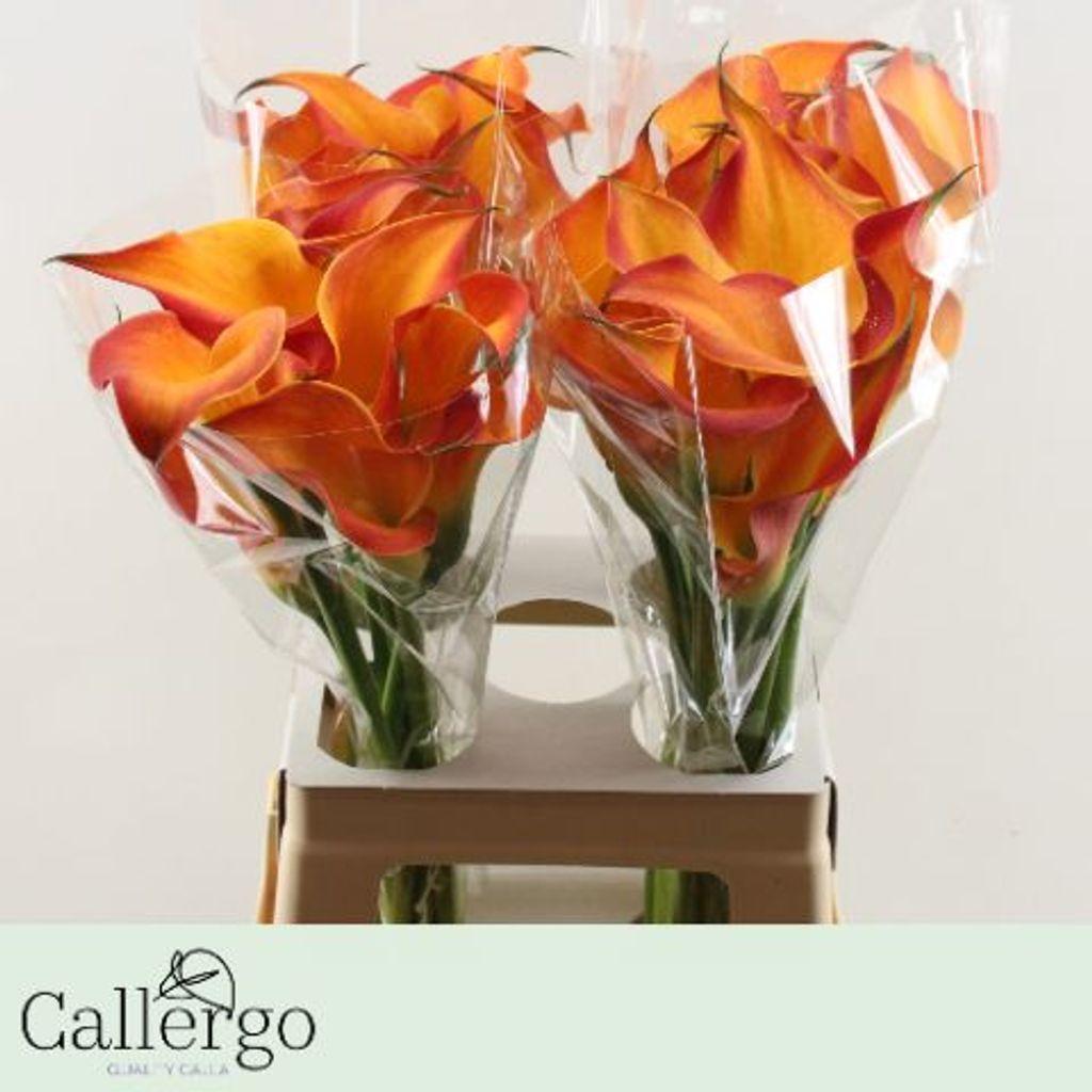 Срезанные цветы оптом Zantedeschia morning sun от 40шт из Голландии с доставкой по России