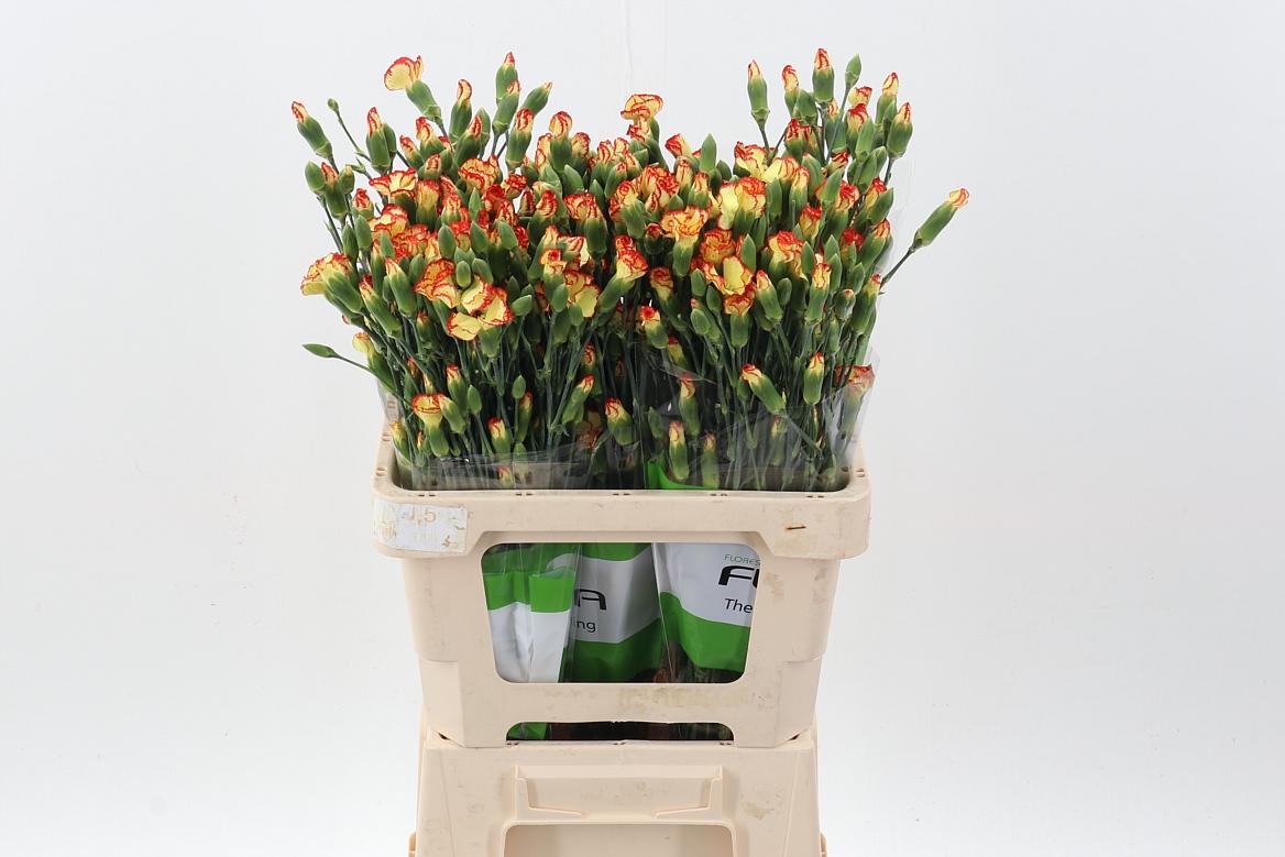 Срезанные цветы оптом Dianthus sp lala bonita от 100шт из Голландии с доставкой по России