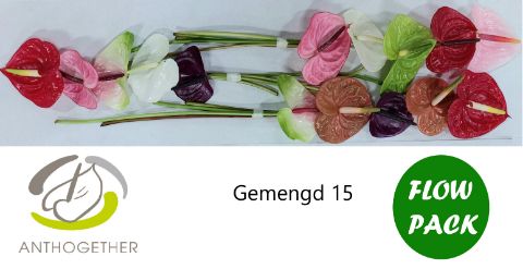 Срезанные цветы оптом Anthurium mix in box от 15шт из Голландии с доставкой по России