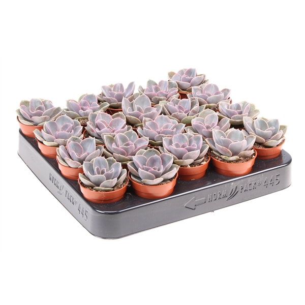 Горшечные цветы и растения оптом Echeveria Perle Von Nurnberg от 20шт из Голландии с доставкой по России