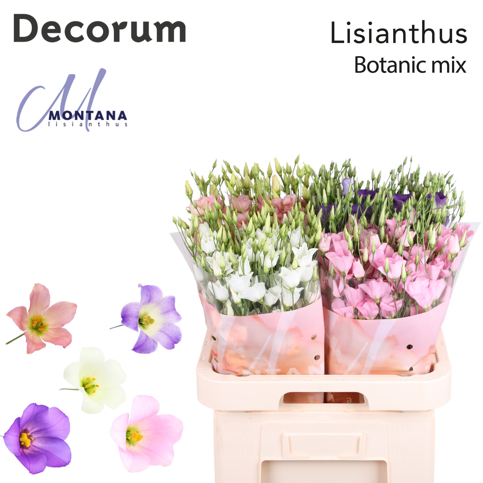 Срезанные цветы оптом Lisianthus si botanic mix от 40шт из Голландии с доставкой по России