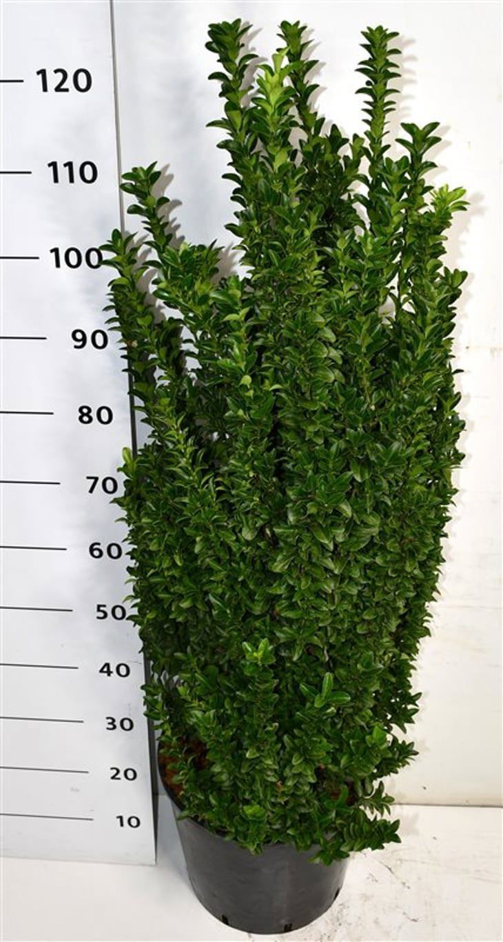 Горшечные цветы и растения оптом Euonymus Jap Benkomasaki от 1шт из Голландии с доставкой по России