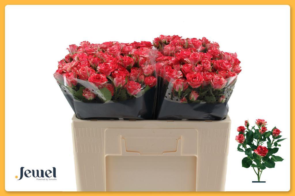 Срезанные цветы оптом Rosa spray fireworks от 50шт из Голландии с доставкой по России