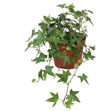Горшечные цветы и растения оптом Hedera Diny от 8шт из Голландии с доставкой по России
