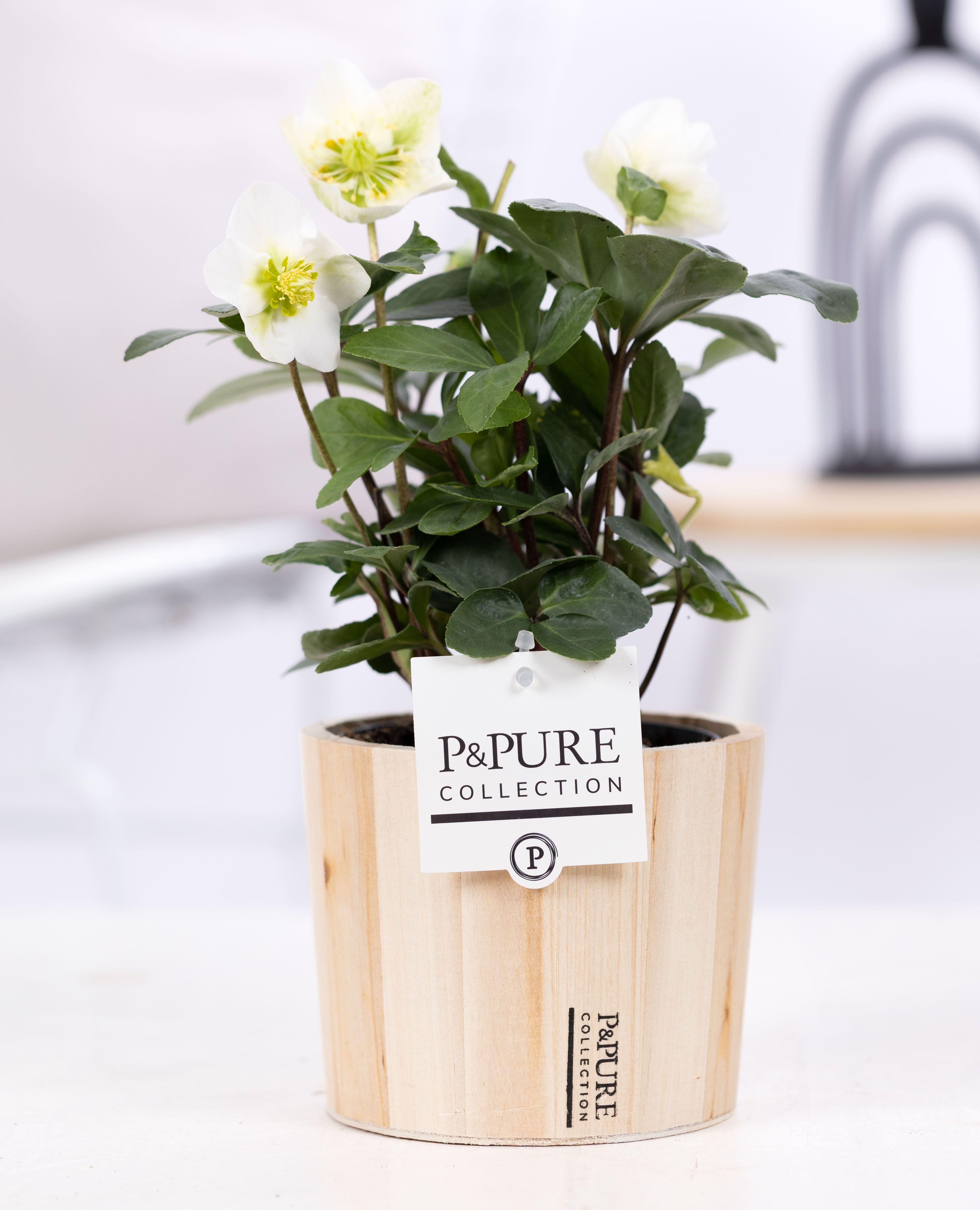Горшечные цветы и растения оптом Helleborus N. Christmas Carol In Pure Wood 5 от 6шт из Голландии с доставкой по России