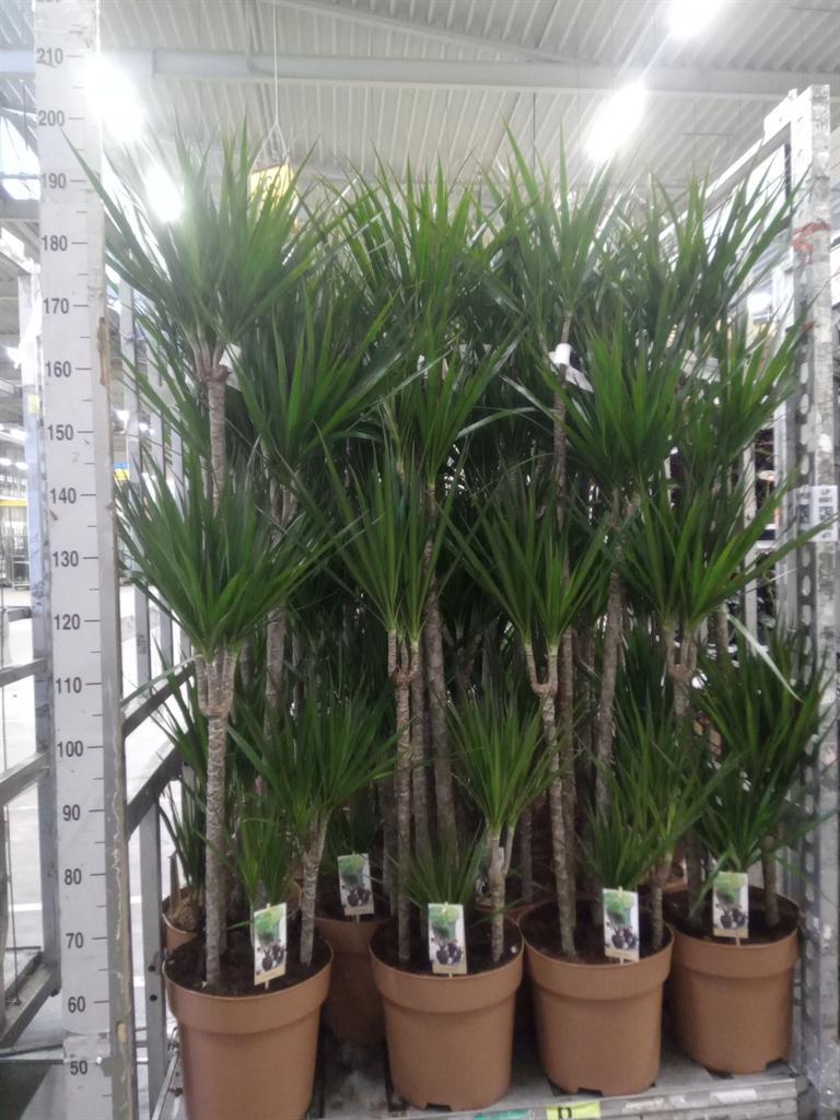 Горшечные цветы и растения оптом Dracaena Marg. от 1шт из Голландии с доставкой по России