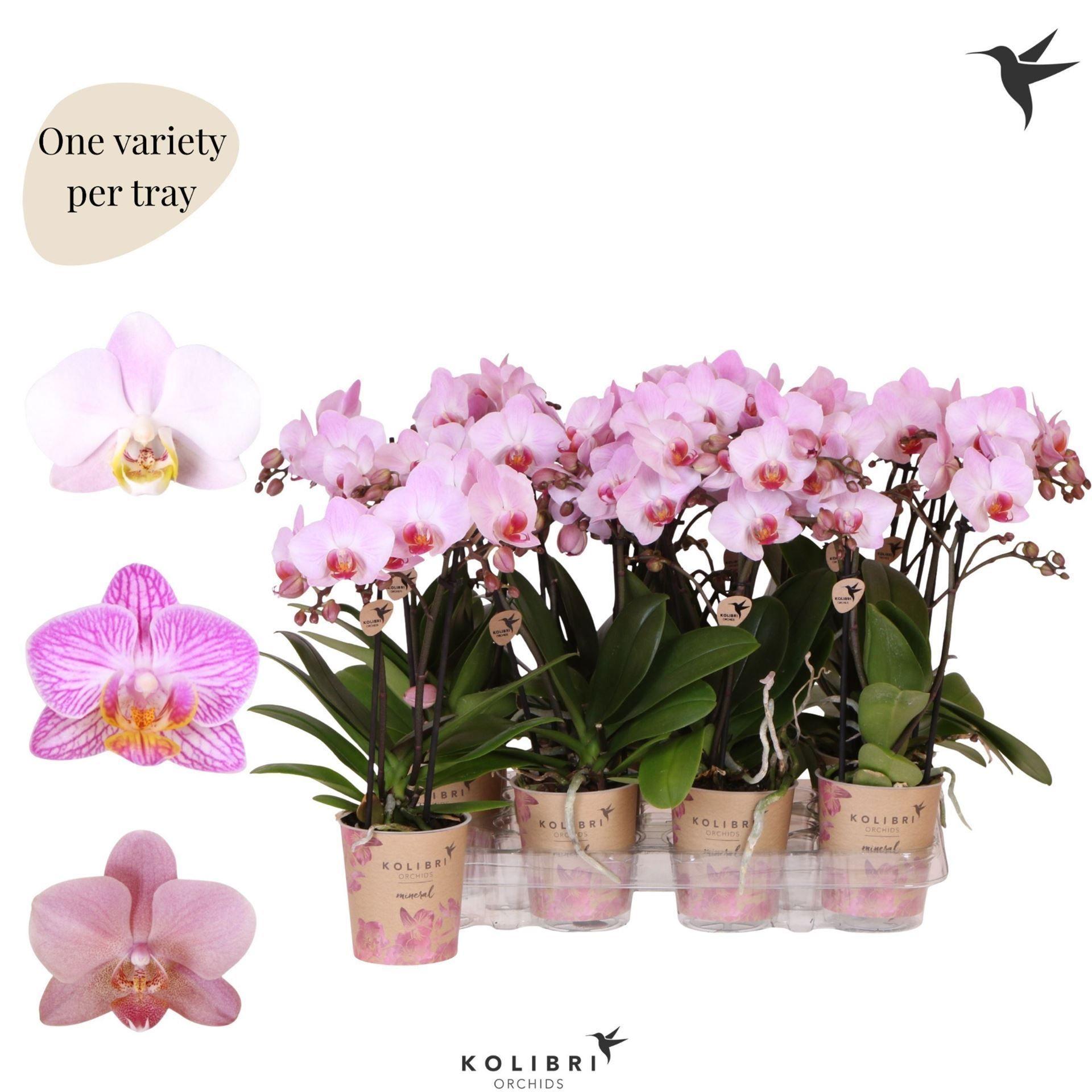 Горшечные цветы и растения оптом Phalaenopsis Multi.   ...rose от 6шт (для телеги) из Голландии с доставкой по России