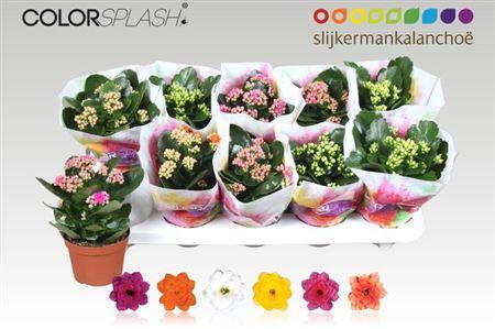 Горшечные цветы и растения оптом Kalanchoe Colorsplash - 6 Colors Mi от 10шт из Голландии с доставкой по России