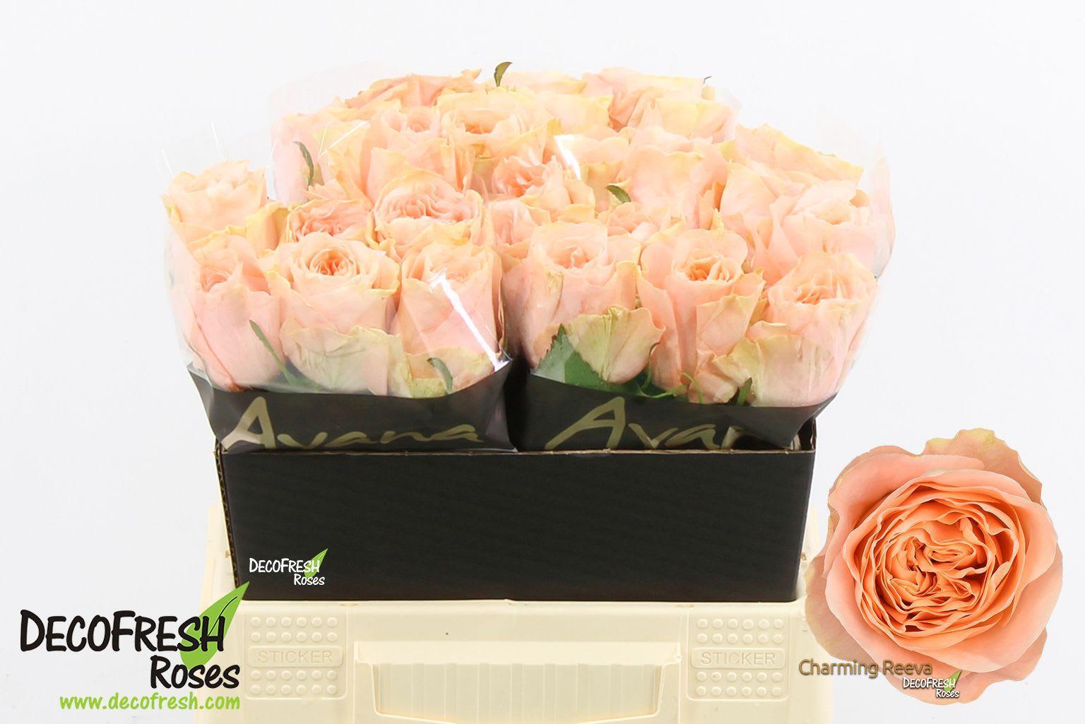 Срезанные цветы оптом Rosa large charming reeva от 30шт из Голландии с доставкой по России