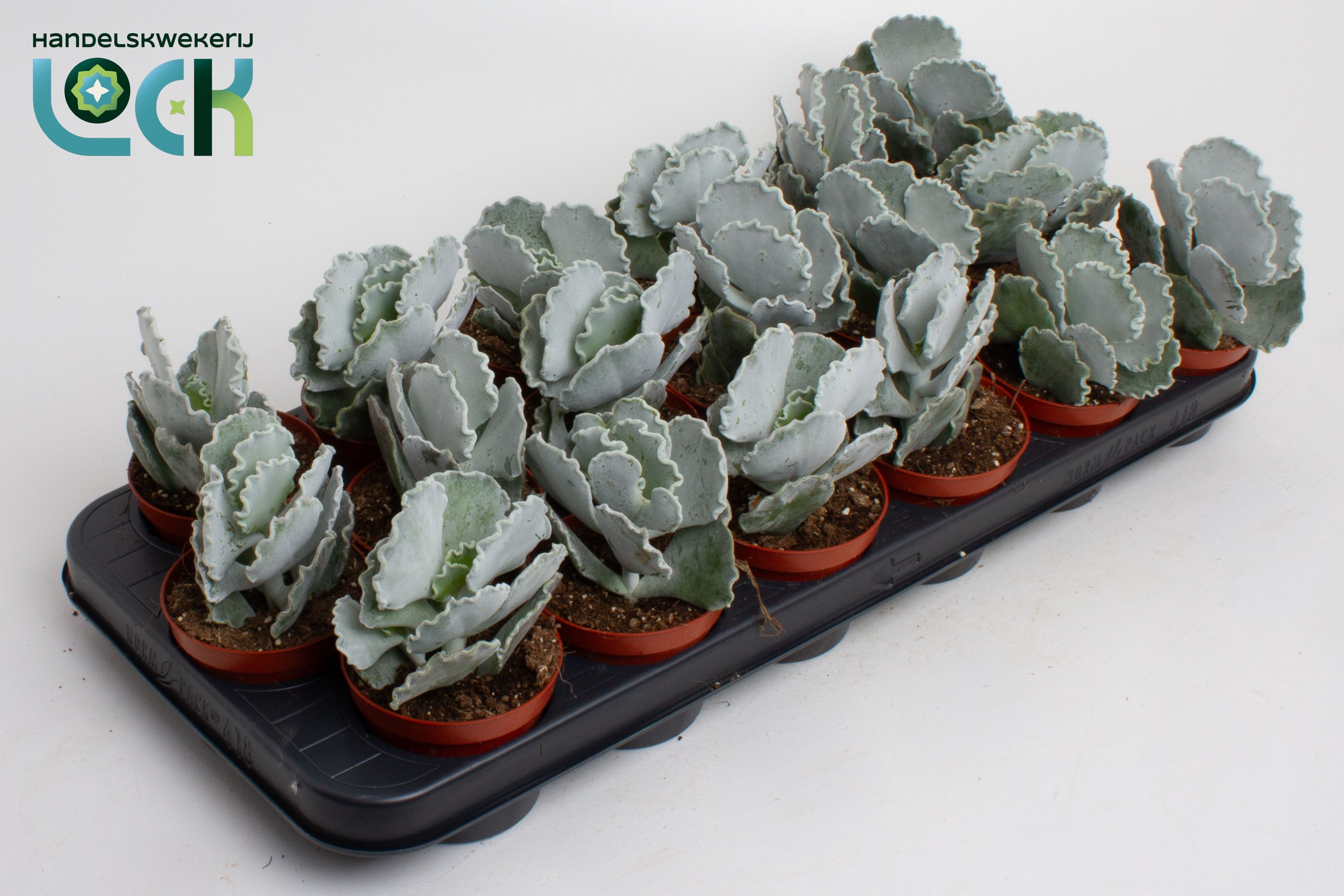 Горшечные цветы и растения оптом Cotyledon Undulata от 12шт (для телеги) из Голландии с доставкой по России