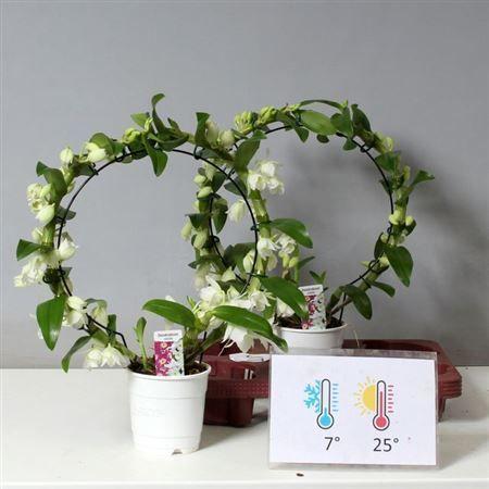 Горшечные цветы и растения оптом Dendr N Sc Apollon 2 Branches * Spring Deal * от 2шт из Голландии с доставкой по России