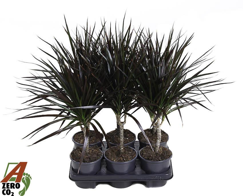 Горшечные цветы и растения оптом Dracaena Magenta 15cm Stam от 6шт из Голландии с доставкой по России