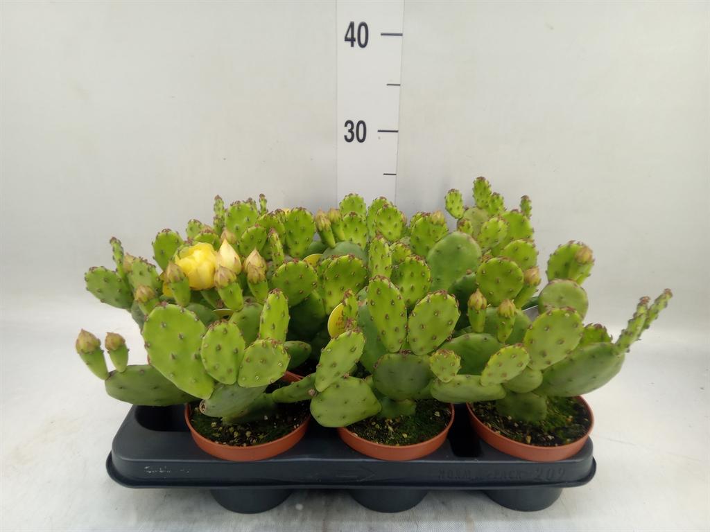Горшечные цветы и растения оптом Opuntia Humifusa от 9шт из Голландии с доставкой по России