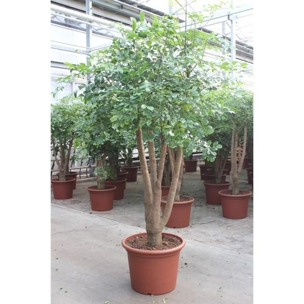 Горшечные цветы и растения оптом Heteropanax Chinensis от 1шт из Голландии с доставкой по России