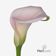 Срезанные цветы оптом Zantedeschia sweet art от 40шт из Голландии с доставкой по России