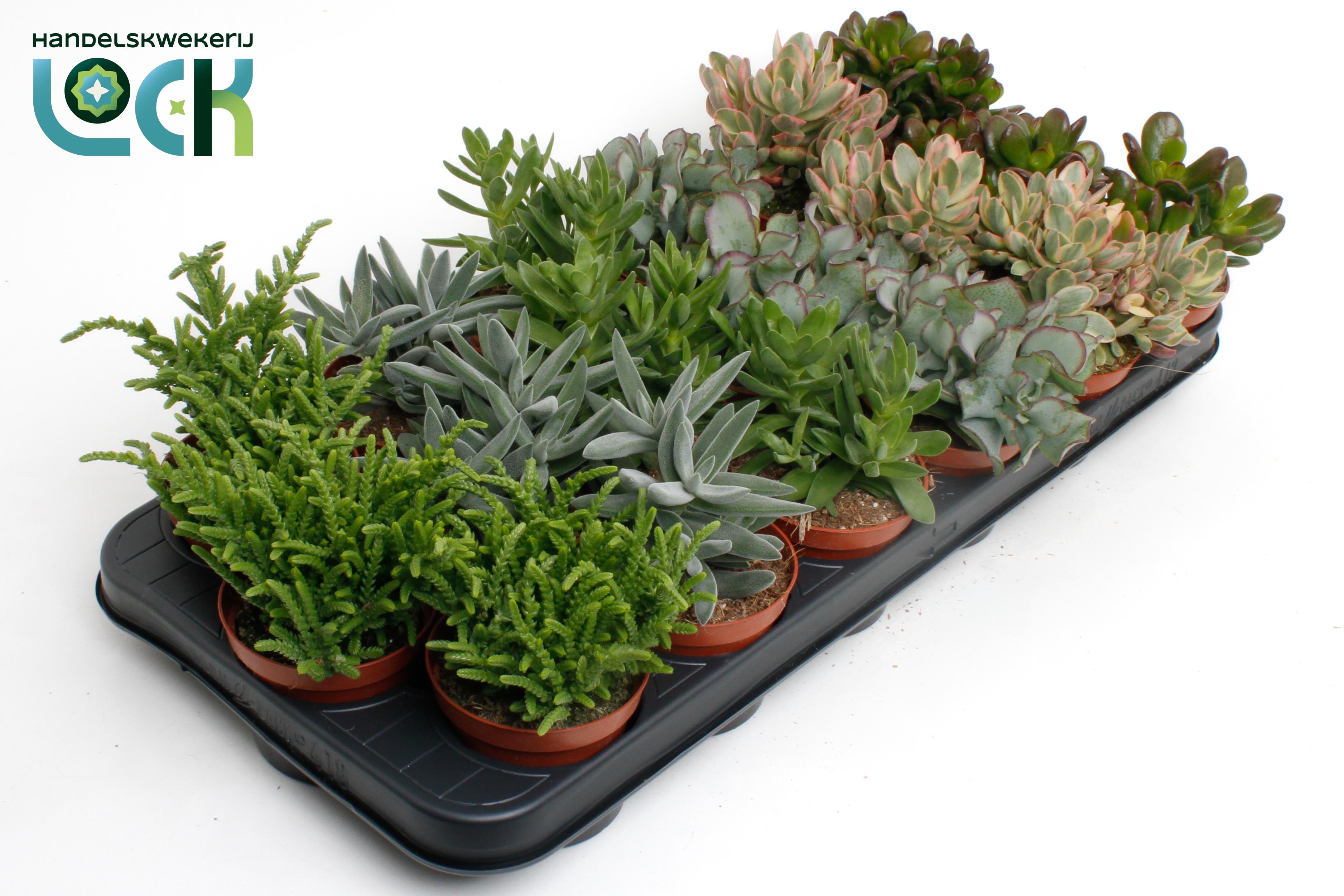 Горшечные цветы и растения оптом Crassula Mix от 12шт (для телеги) из Голландии с доставкой по России