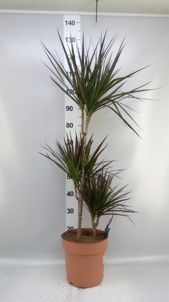 Горшечные цветы и растения оптом Dracaena Marg. magenta от 1шт из Голландии с доставкой по России