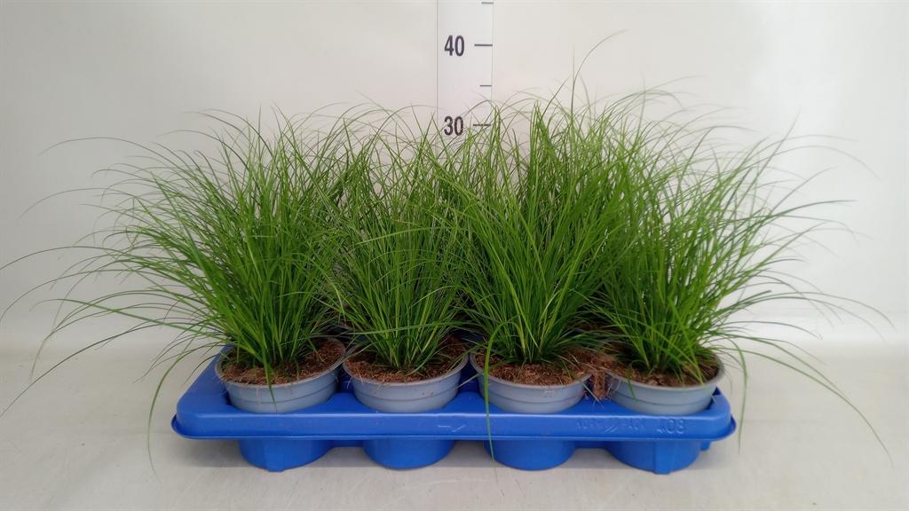 Горшечные цветы и растения оптом Carex Brunnea от 8шт из Голландии с доставкой по России