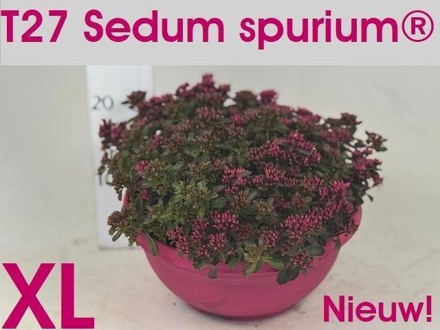 Горшечные цветы и растения оптом Sedum Spu Spot D Ros от 1шт из Голландии с доставкой по России