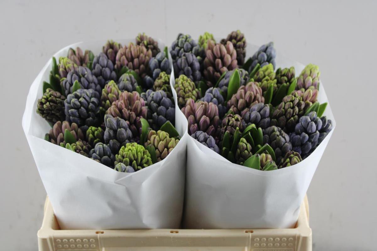 Срезанные цветы оптом Hyacinthus 5 colour mix in bucket от 50шт из Голландии с доставкой по России