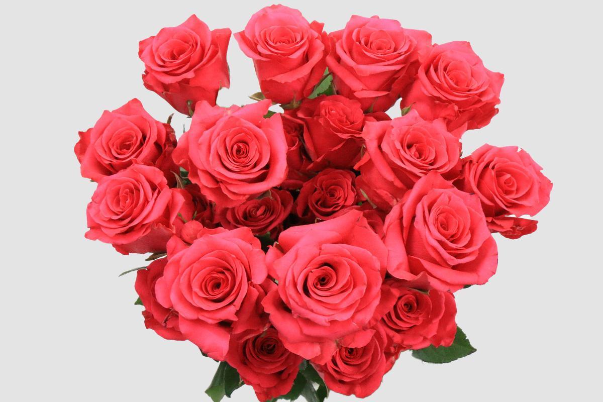 Срезанные цветы оптом Rosa ec vi pink от 125шт из Голландии с доставкой по России